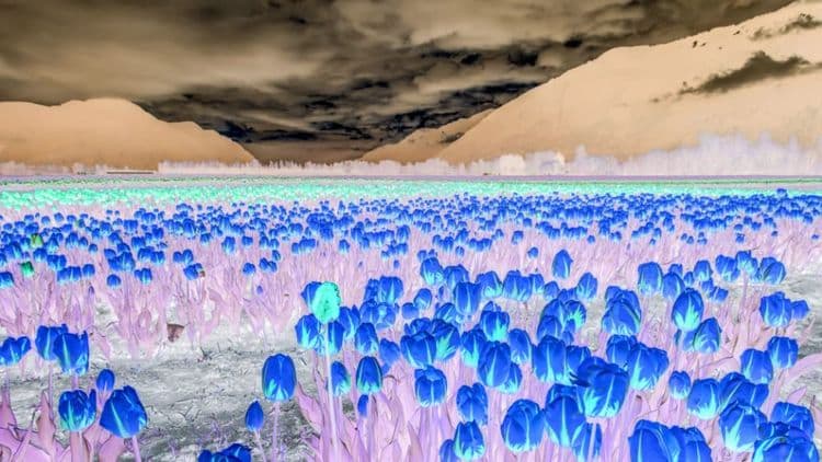 Đảo Ngược Màu Trắng Đen Photoshop